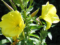 Oenothera biennis.jpg_s.jpg